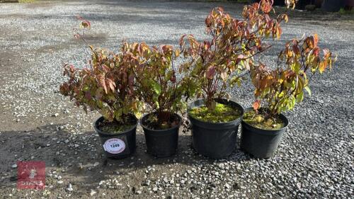 4 CORNUS KELSEYI (KELSEYI DOGWOOD)