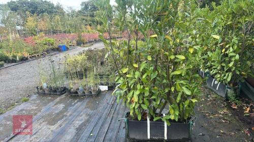 LAURUS NOBILIS (LAUREL) 1M HEDGE