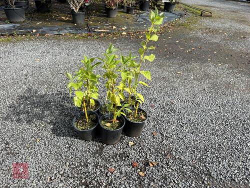 5 CORNUS ALBA (DOGWOOD)