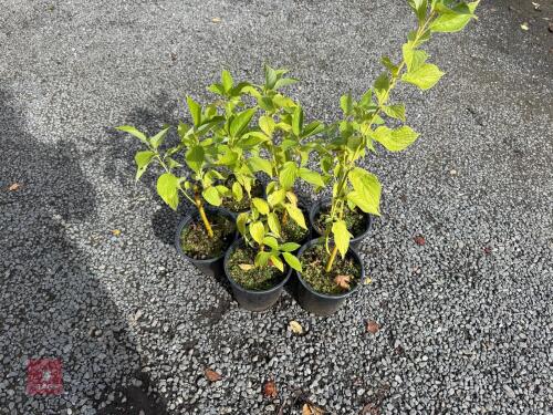 6 CORNUS ALBA (DOGWOOD)
