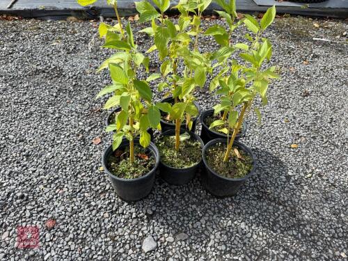 6 CORNUS ALBA (DOGWOOD)