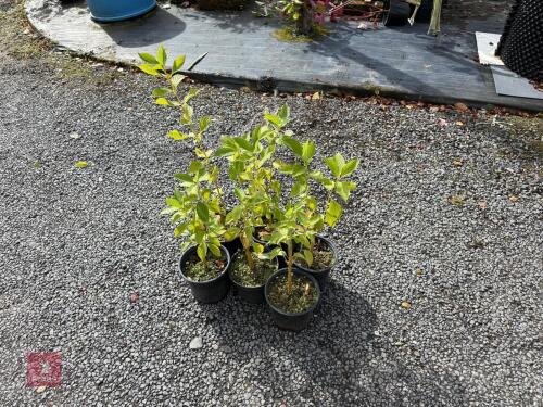 6 CORNUS ALBA (DOGWOOD)
