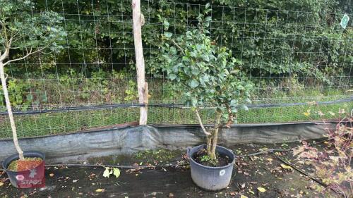 CAMELLIA JAPONICA