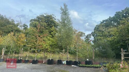 SALIX ALBA (WHITE WILLOW)