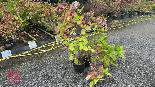 2 HYDRANGEA MID PINK POM POM