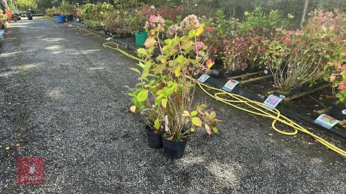 2 HYDRANGEA PALE PINK LACECAP