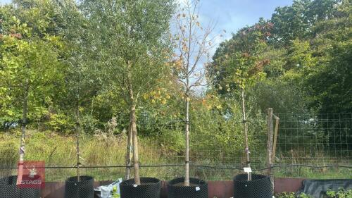 TILLIA EUROPAEA (EUROPEAN LIME)