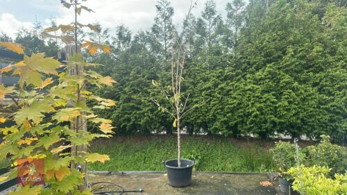 PRUNUS 'VICTORIA'