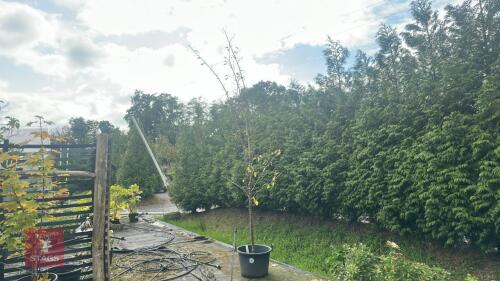 PRUNUS 'VICTORIA'