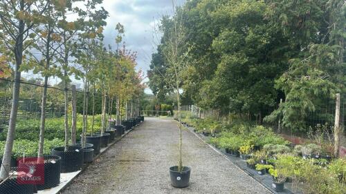SALIX ALBA (WHITE WILLOW)