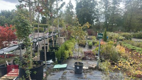 ACER CAMPESTRE (FIELD MAPLE)