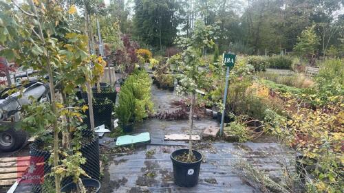 ACER CAMPESTRE (FIELD MAPLE)