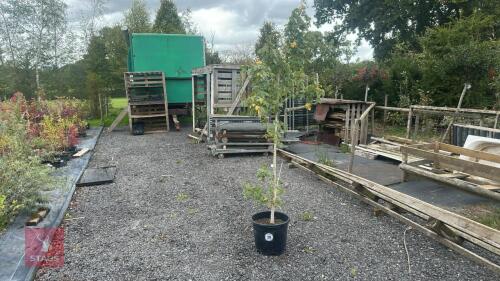 ACER CAMPESTRE (FIELD MAPLE)