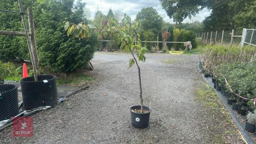 PRUNUS 'EARLY RIVERS'