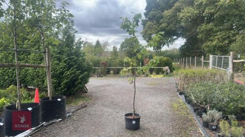 PRUNUS 'EARLY RIVERS'