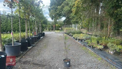 SORBUS AUCUPARIA (ROWAN)
