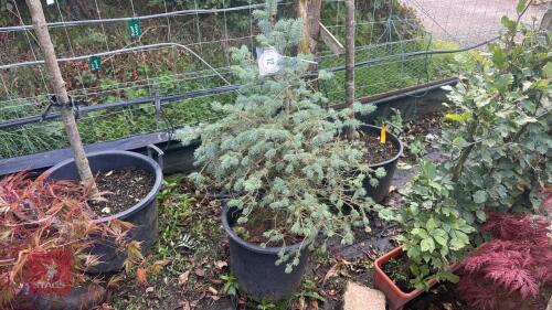 PICEA GLAUCA (WHITE SPRUCE)