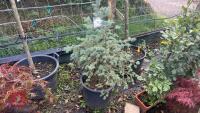 PICEA GLAUCA (WHITE SPRUCE)