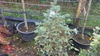 PICEA GLAUCA (WHITE SPRUCE) - 2