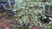 PICEA GLAUCA (WHITE SPRUCE) - 3