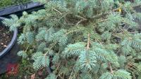 PICEA GLAUCA (WHITE SPRUCE) - 4