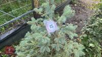 PICEA GLAUCA (WHITE SPRUCE) - 5