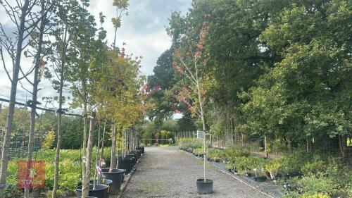 ACER RUBRUM 'OCTOBER GLORY' (RED MAPLE)
