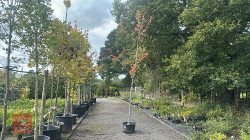 ACER RUBRUM 'OCTOBER GLORY' (RED MAPLE)