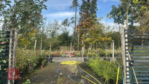 PRUNUS AVIUM