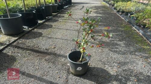 ILEX NELLIE R STEVENS (HOLLY)