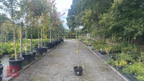 PRUNUS DOMESTICA 'DITTISHAM PLOUGHMAN'