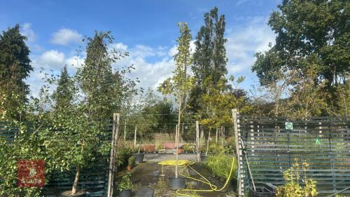 PLATANUS X ACERIFOLIA