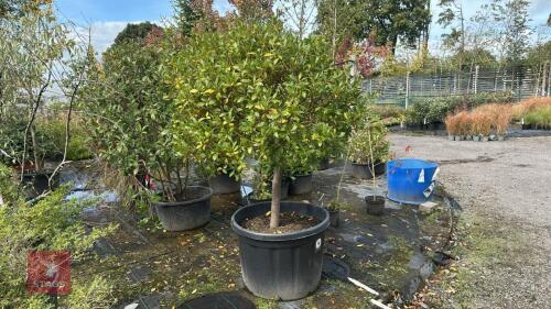 LAURUS NOBILIS (LAUREL)