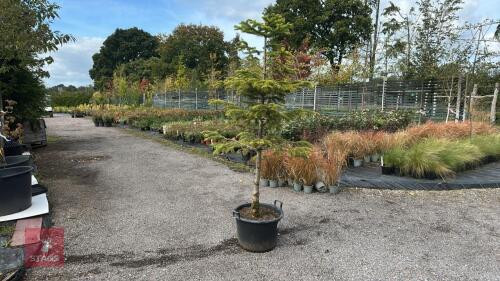 PICEA ABIES (CHRISTMAS TREE)