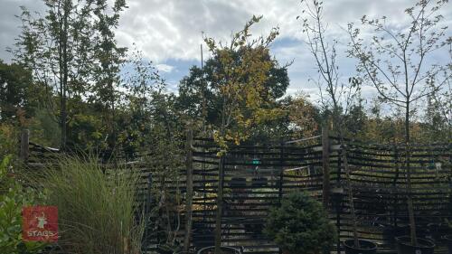 FAGUS SYLVATICA (BEECH)
