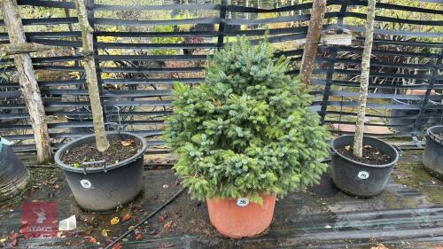 PICEA ABIES (CHRISTMAS TREE)