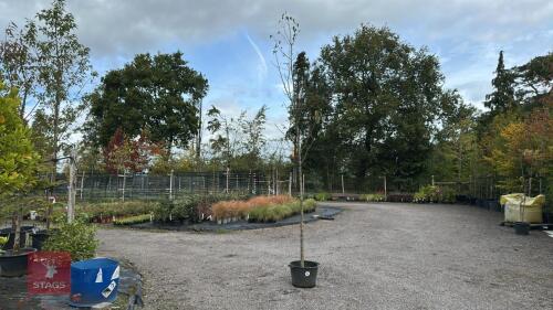 MALUS TSCHONOSKII (PILLAR CRAB APPLE)