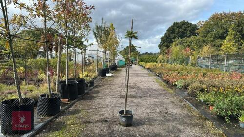 SORBUS VILMORINII (VILMORIN'S ROWAN)