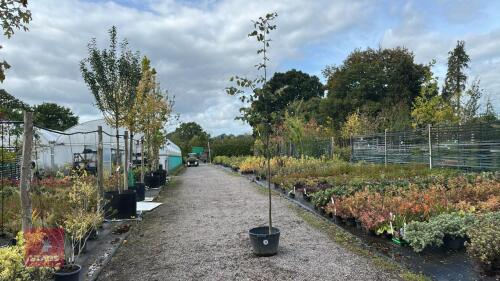 TILIA EUROPEA (COMMON LIME)