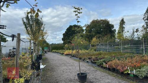 TILIA EUROPEA (COMMON LIME)
