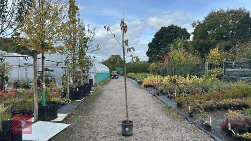 PRUNUS AVIUM (WILD CHERRY)
