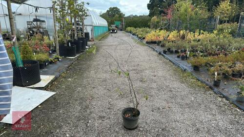 AMELANCHIER LAMARCKII (JUNE BERRY)