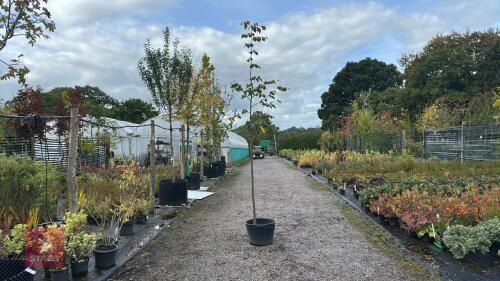 TILIA EUROPEA (COMMON LIME)