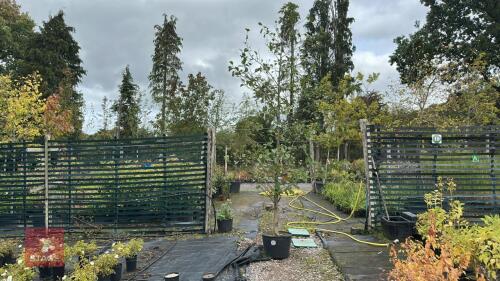 ALNUS GLUTINOSA (COMMON ALDER)