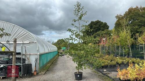 ALNUS GLUTINOSA (COMMON ALDER)