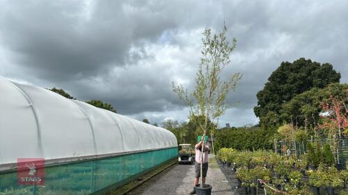 SALIX CAPREA (GOAT WILLOW)