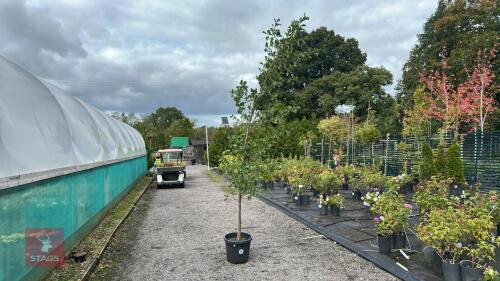 ALNUS GLUTINOSA (COMMON ALDER)