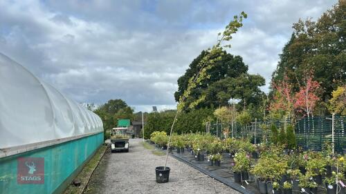 POPULUS CANADENSIS (CANADIAN POPLAR)
