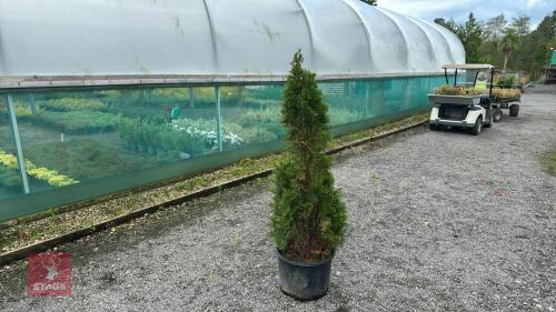 THUJA SMARAGD (EMERALD THUJA)