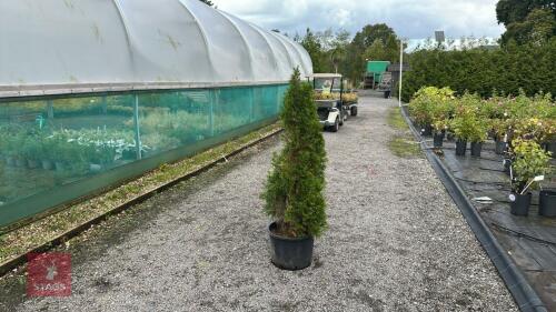 THUJA SMARAGD (EMERALD THUJA)